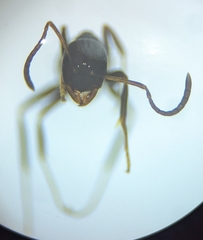 Prolasius nitidissimus