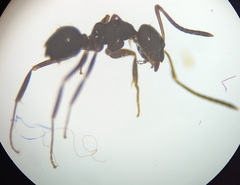 Prolasius nitidissimus