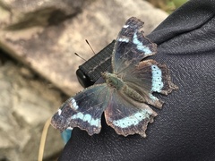 Kaniska canace
