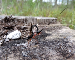 Rhyssella approximator