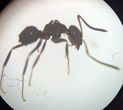 Prolasius nitidissimus
