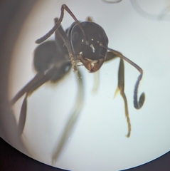 Prolasius nitidissimus