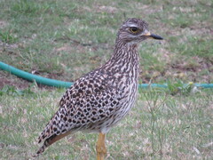 Burhinus capensis