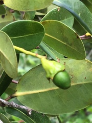 Ocotea lobbii