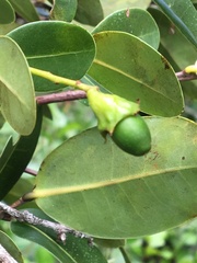 Ocotea lobbii