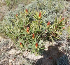Protea burchellii