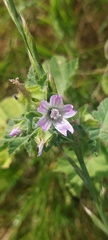 Malva multiflora