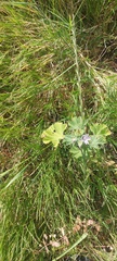 Malva multiflora