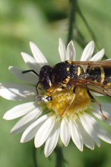 Stenodynerus anormis