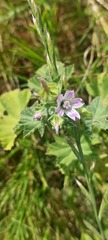 Malva multiflora