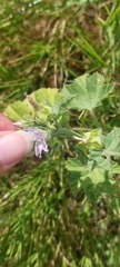 Malva multiflora