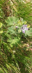 Malva multiflora
