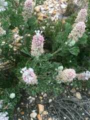 Paranomus abrotanifolius