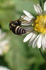 Stenodynerus anormis