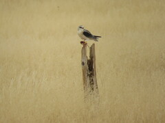 Elanus caeruleus caeruleus