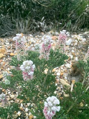 Paranomus abrotanifolius