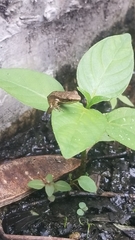 Chalcorana chalconota