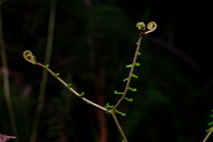 Gleichenia