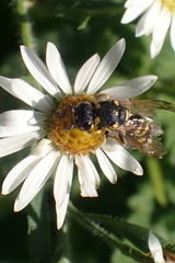 Stenodynerus anormis