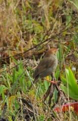 Cisticola fulvicapilla