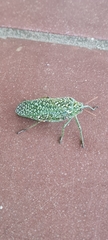 Physemacris variolosa