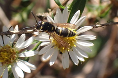 Stenodynerus anormis