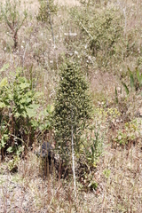 Aspalathus hirta hirta