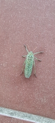 Physemacris variolosa