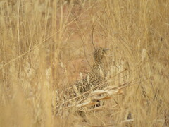 Pterocles namaqua