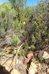 Moraea bituminosa