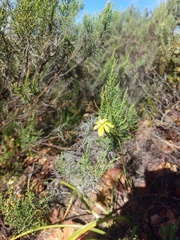 Moraea bituminosa
