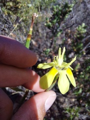 Moraea bituminosa