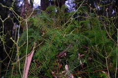 Gleichenia