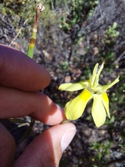 Moraea bituminosa