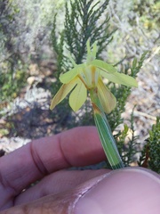 Moraea bituminosa