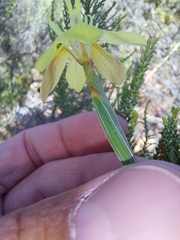 Moraea bituminosa