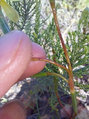 Moraea bituminosa