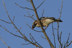 Garrulus glandarius