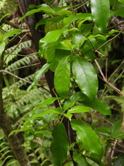 Melicytus ramiflorus
