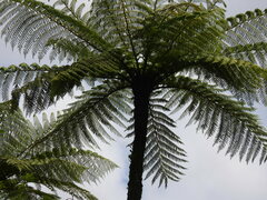 Cyathea cunninghamii