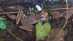 Chalcorana chalconota