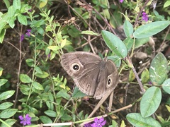 Mycalesis mineus