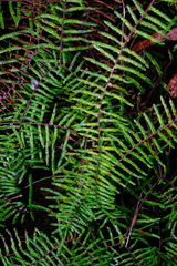 Gleichenia