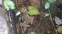 Chalcorana chalconota