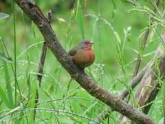 Lagonosticta rubricata