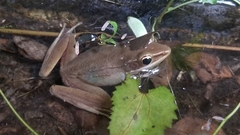 Chalcorana chalconota