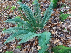 Polystichum × luerssenii