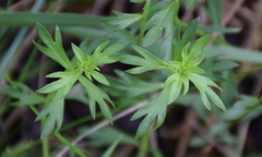Haloragis heterophylla