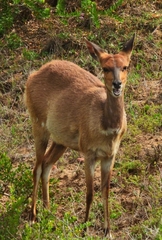 Tragelaphus sylvaticus sylvaticus