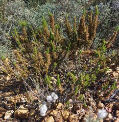 Erica imbricata